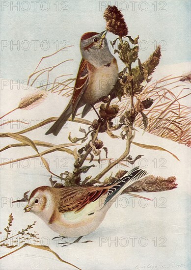 Sparrow and Bunting