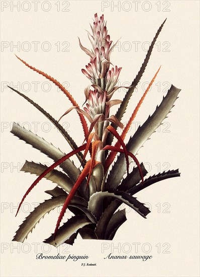 Bromeliae pinguin, Ananas sauvage