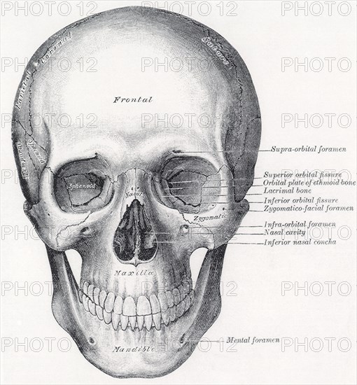 Human Skull