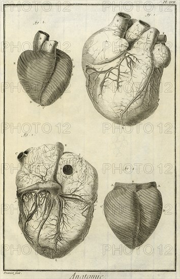 Human Heart Views