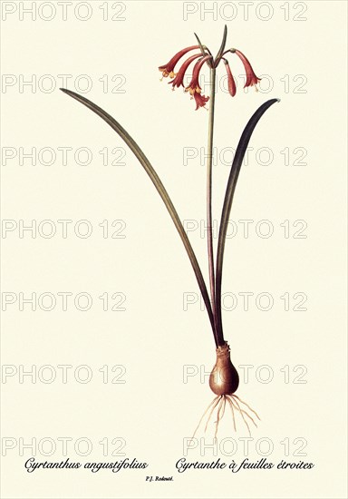 Cyrtanthus angustifolius, Cyrtanthe à feuilles étroites