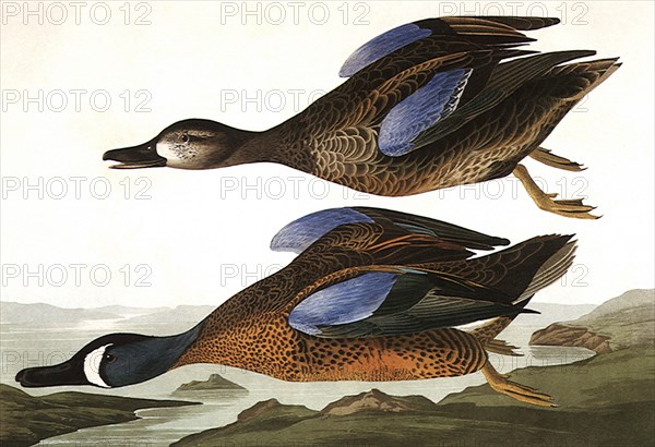 Blue-Winged Teals