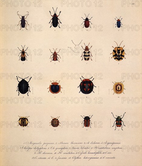 Leaf Beetles, Family Chrysomelidae