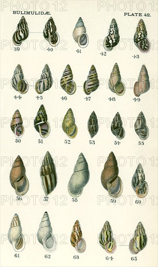 Bulimidae Mollusks