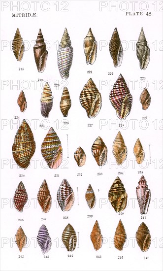 Mitridae Shells