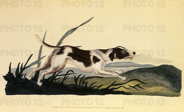 Domestic Dog, Canis familiaris