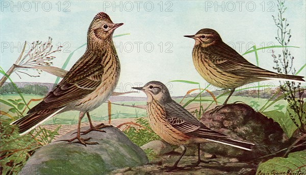 Skylark and Pipits.