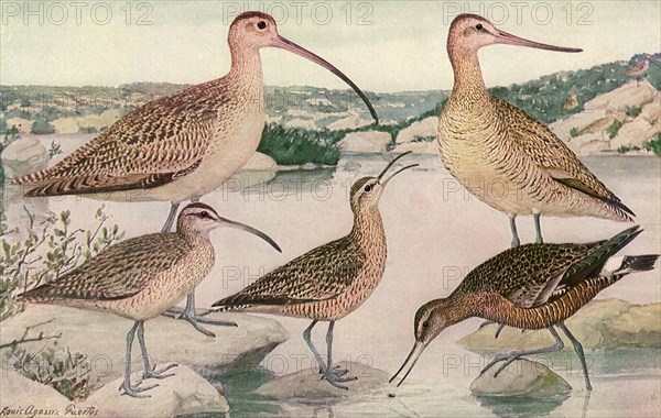 Long-Billed Birds