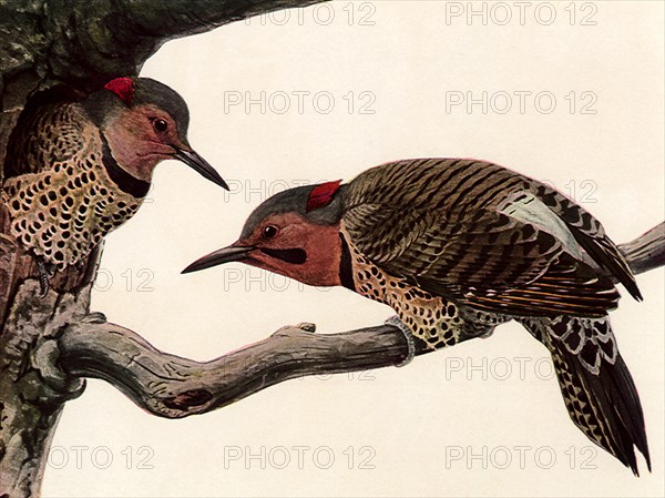 Northern Flickers