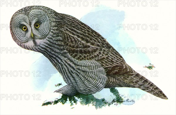 Great Gray Owl