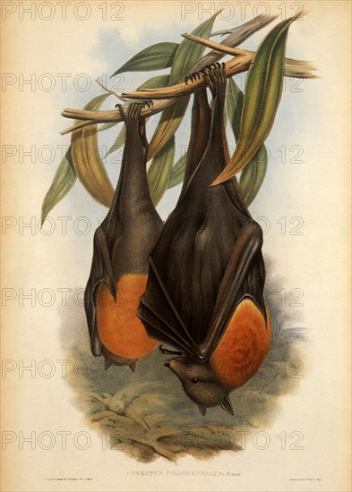 Grey-Headed Flying Fox, Pteropus poliocephalus