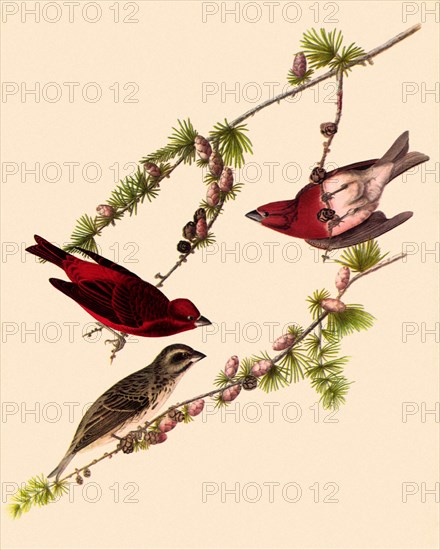 Purple Finches