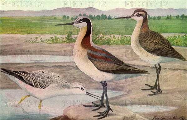 Wilson's Phalarope