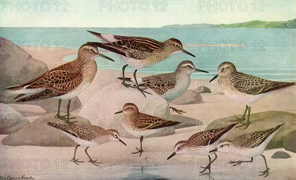 Sandpipers