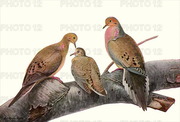 Mourning Doves