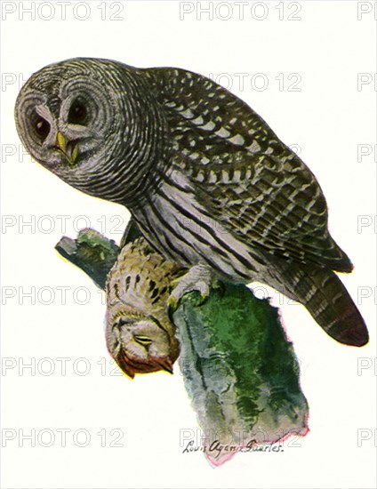 Barred Owl