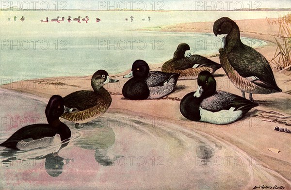 Beach Ducks