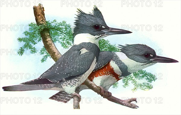 Belted Kingfishers