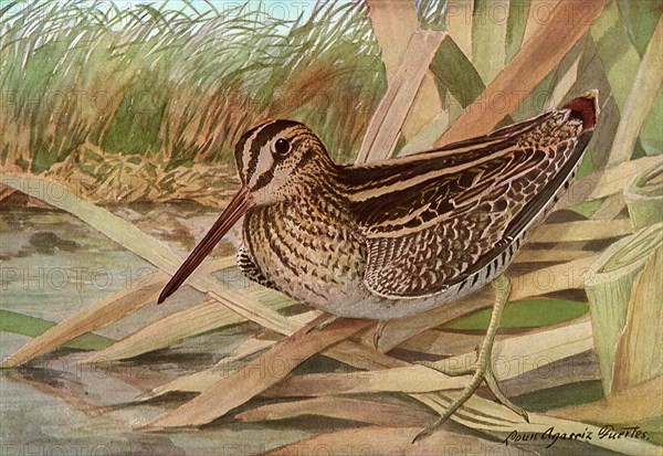 Wilson's Snipe