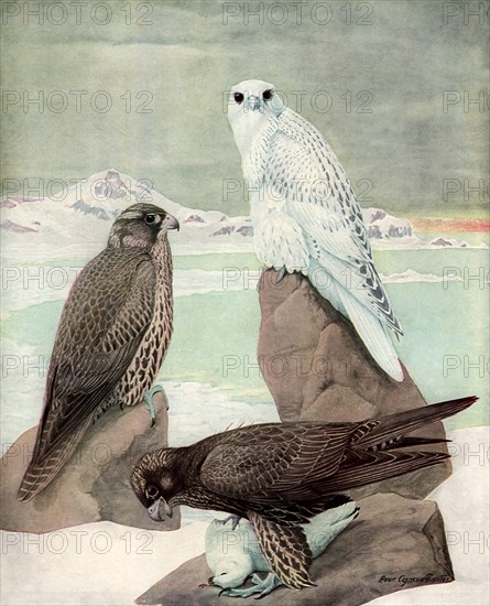 Gyrfalcons