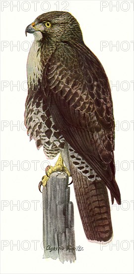 Red-Tailed Hawk