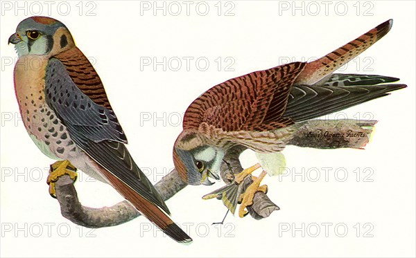 Sparrow Hawks