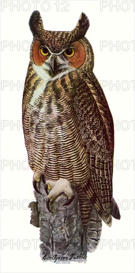 Great Horned Owl