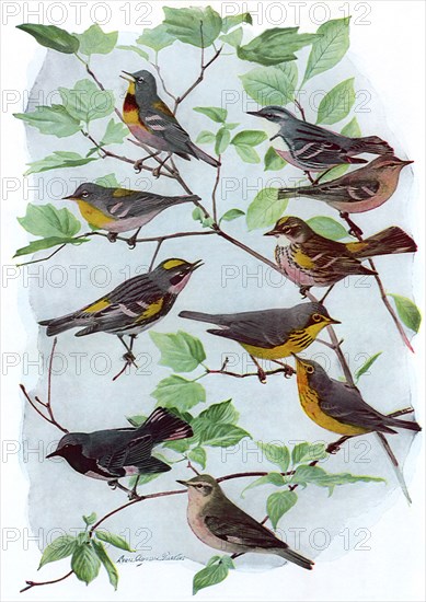 Male, Female Warblers