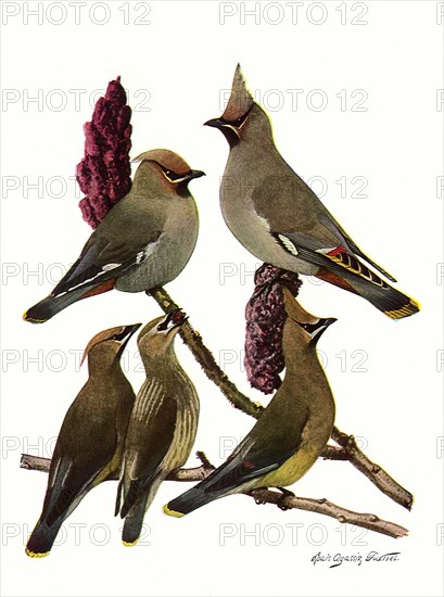 Waxwings