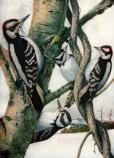 Woodpeckers