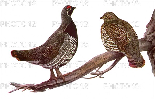 Canada Spruce Partridge