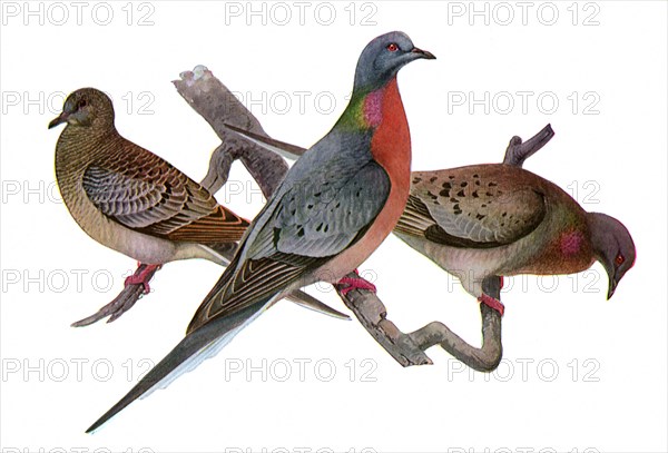 Passenger Pigeons