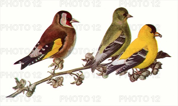 Goldfinches