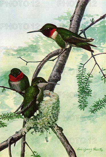 Hummingbirds