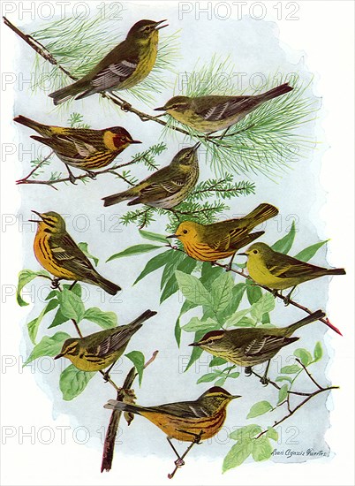 More Warblers