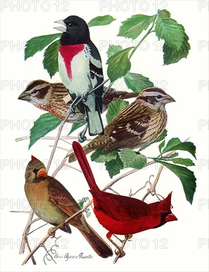 Grossbeaks, Cardinals