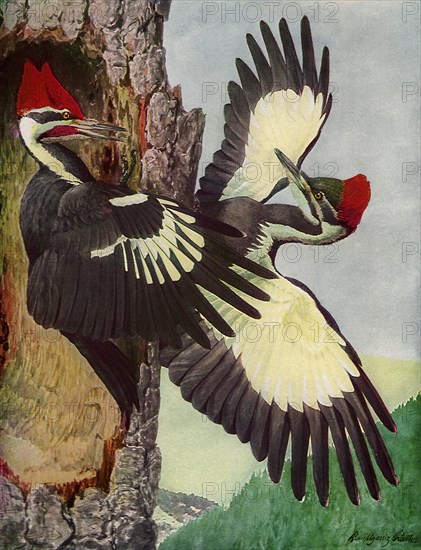 Pileated Woodpeckers