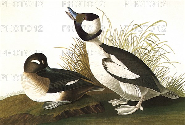 Buffel-Headed Ducks