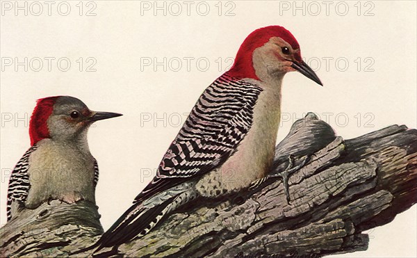 Red-Bellied Woodpeckers