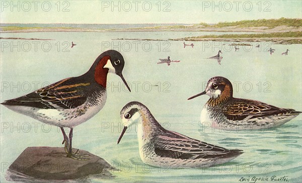 Northern Phalarope