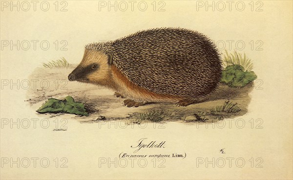 Hedgehog, Erinaceus europaeus