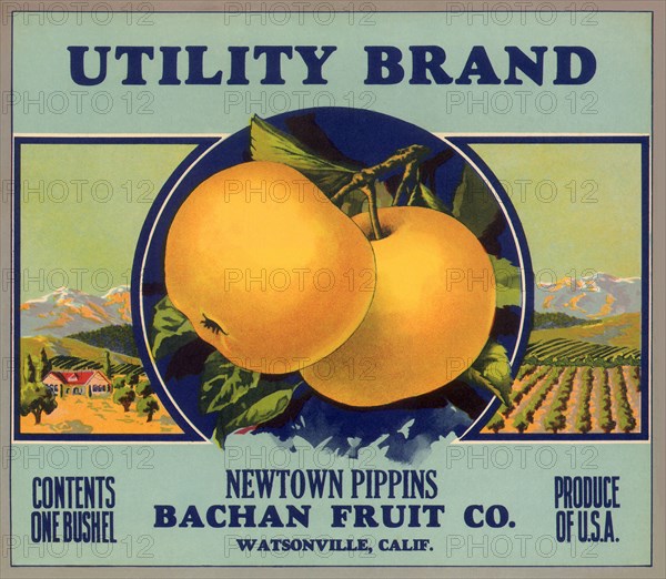 Pippin Apple Label