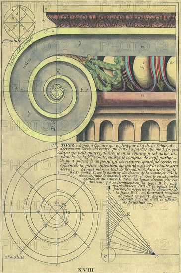 Capital Volute