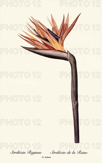 Strelitzia Reginae, Strelitzia de la Reine