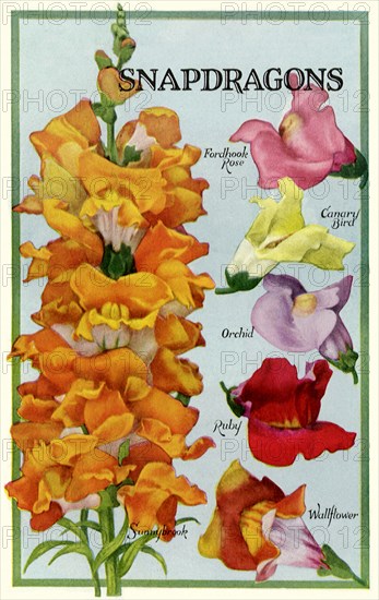 Snapdragons