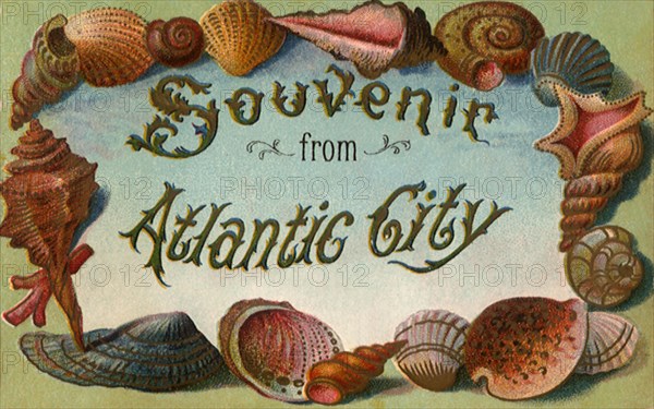 Seashell Postcard