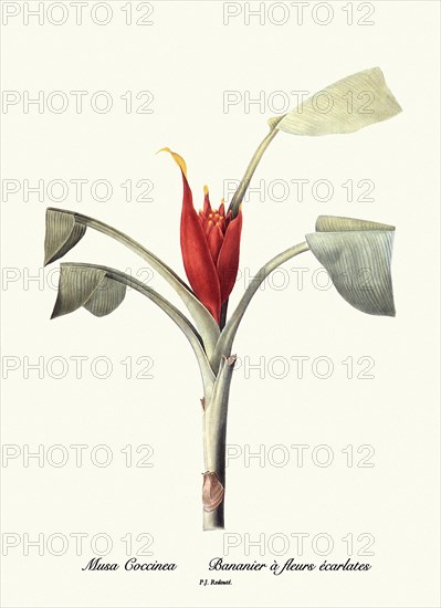 Musa Coccinea, Bananier à fleurs écarlates