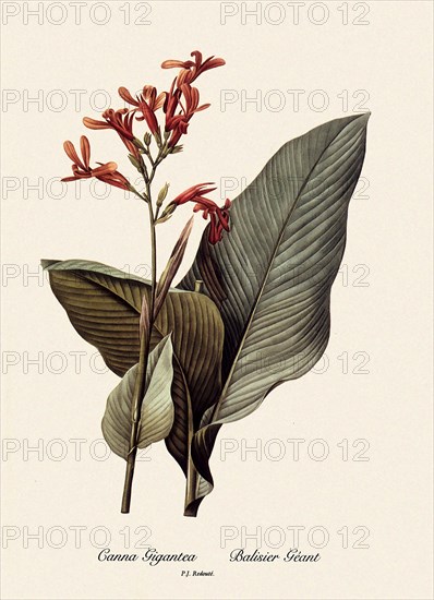 Canna Gigantea, Balisier Gèant