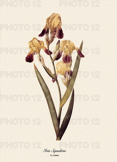 Iris Squalens