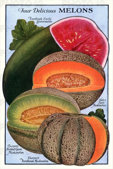 Four Melons